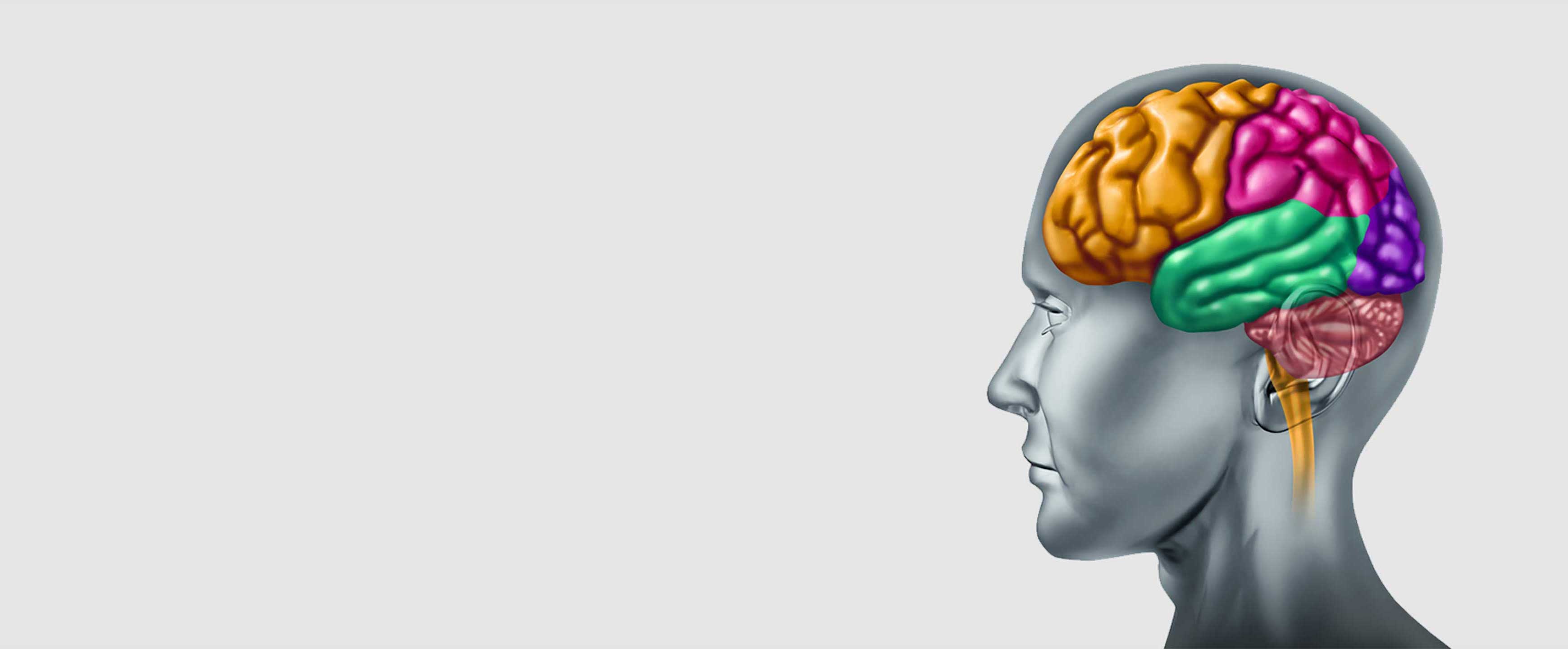 Alt-text for the human brain image in the banner: An image of a human brain signifying patients’ will and brain power in driving scientific and medical research and development.